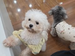 -汪说·狗咖·拼豆·宠物周边DIY(旺城大厦店)