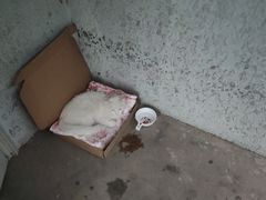 -瑞派·关忠动物医院(国瑞店)