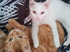 -瑞派·关忠动物医院·猫专科·犬专科(三环新城店)