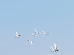 -盐城丹顶鹤湿地生态旅游区