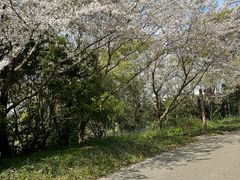 -上海滨江森林公园