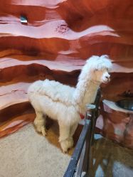 -酷嗒动物文化乐园(cutezoo西溪乐天城店)