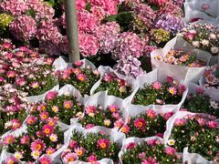 -桂林市花鸟市场