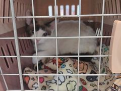 -纳吉亚猫专科动物医院·北北分院