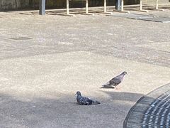 -九龙公园
