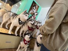 -Husky Go! 哈士奇体验馆·宠物咖啡厅狗咖
