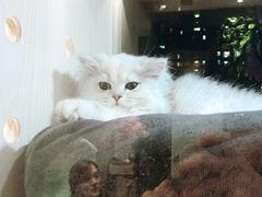 -1013 PET SHOP精品宠物商店(丁香店)