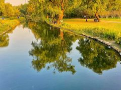 -上海共青森林公园