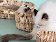 -怪兽屋·羊驼·猫咖·狗咖(俊华广场店)