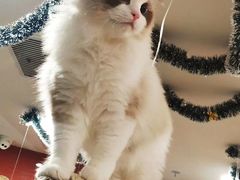 -袖虎·猫馆(体育西路店)