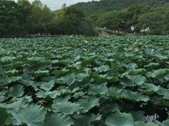 -普陀山风景名胜区-法雨禅寺