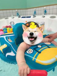 -Pony Baby宝尼婴幼儿游泳SPA馆