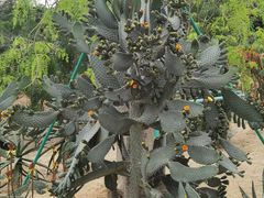 -东莞植物园