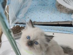 -糯米喵星人总部直营旗舰店·猫舍·幼猫出售