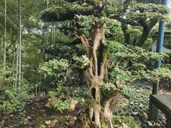 -南山植物园