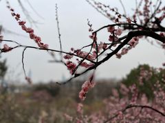 -南京古林公园
