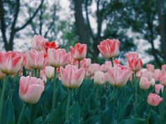 -玄武湖景区-情侣园游乐场