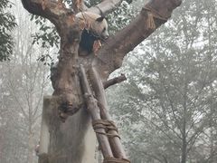 -都江堰中华大熊猫苑