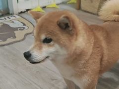 -柴迷FANS CLUB·柴犬狗咖·猫咖
