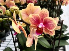 -兰陵国家农业公园