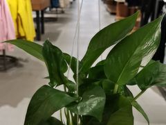 -鹿岛会员店 (龙湖三千集天街店)