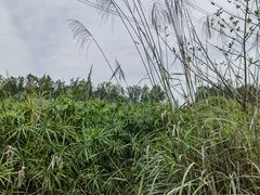 -桤木河湿地公园