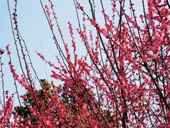 -苏州古运河游船(新市桥码头)
