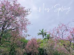 -中国科学院华南植物园