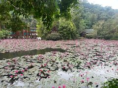 -野象谷景区
