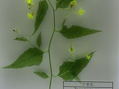 -广东中医药博物馆
