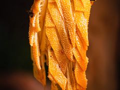 -葫芦福禄娃一家人火锅(平安金融中心店)