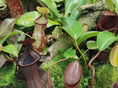 -国家植物园南园