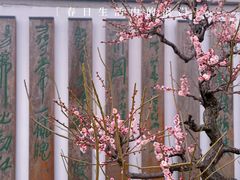 -莘庄梅园