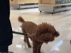 -帕帕拉兹宠物(亚洲旗舰店)