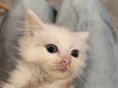 -楼上猫咖(罗湖店)