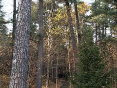 -五营红松林海景区