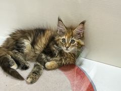 -青奢宠物·青奢猫舍