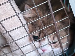 -伟伟宠物医院·瑞派猫友好医院·猫科(光谷店)