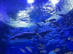-海合安武汉极地海洋公园