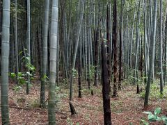 -大蜀山国家森林公园