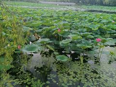 -长春市南湖公园