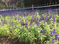 -范蠡湖公园