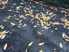 -闵行区实验小学(畹町校区)