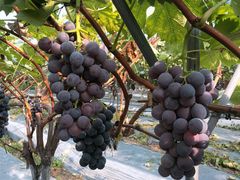 -金谷域澳洲庄园