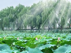 -济南大明湖景区