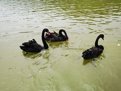 -静之湖度假区