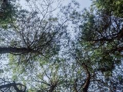 -铁山坪森林公园