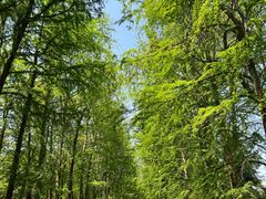 -上海海湾国家森林公园