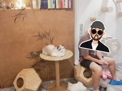 -楼上猫咖(罗湖店)