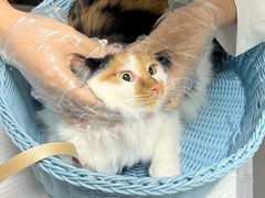 -纳吉亚猫专科动物医院博雅分院